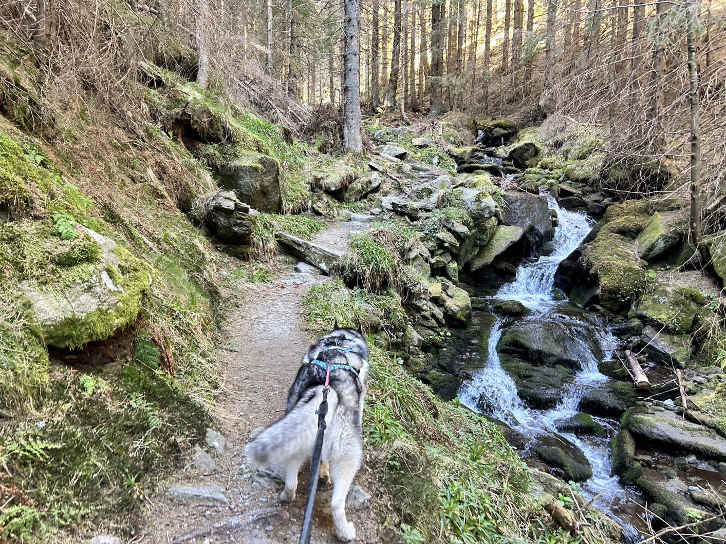 Vrchol Hochwechsel (Hochwechsel)